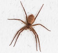 Tarántula