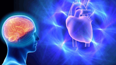 cerebro y el corazón