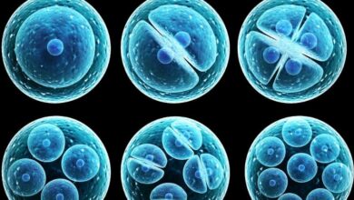 Investigación presenta avaces celulas madres